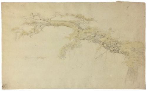 ausladender-ast-500-bleistift.jpg
