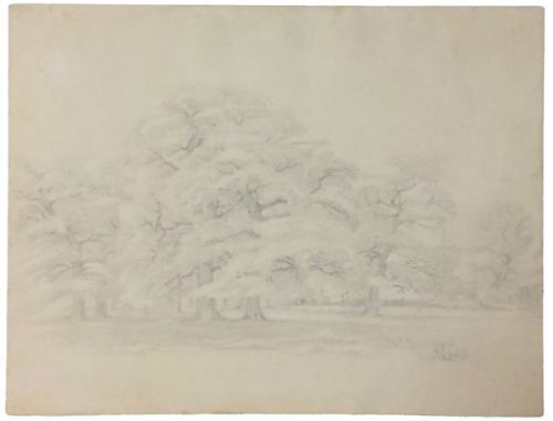 baumgruppe-in-einem-park-500-bleistift.jpg