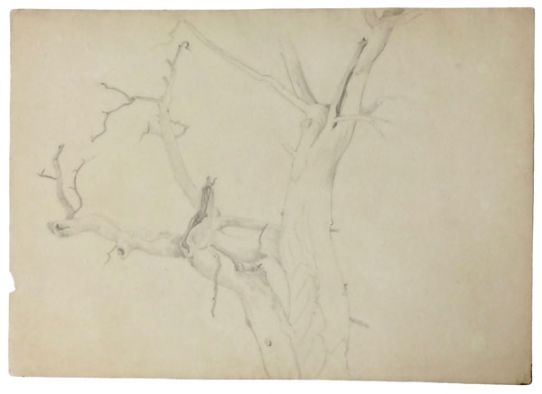 baumstamm-542-bleistift.jpg