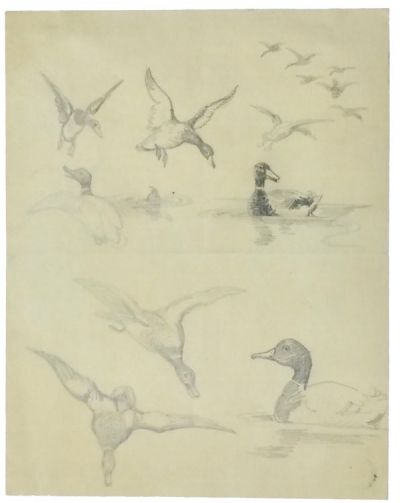 fliegende-und-schwimmende-enten-400-bleistift.jpg