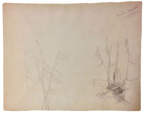 graeser-oder-schilf-an-einem-bachrand-500-bleistift.jpg