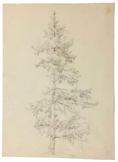 nadelbaum-vermutlich-lerche-400-bleistift.jpg
