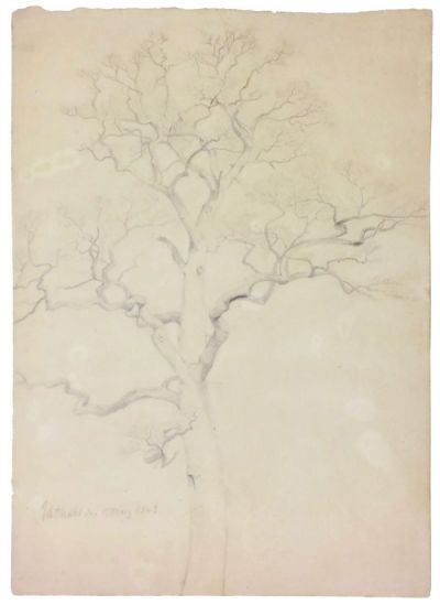 unbelaubter-baum-ikthal-400-bleistift.jpg