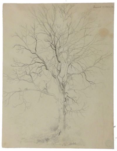 unbelaubter-baum-steinbeck-400-bleistift.jpg