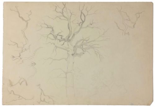 unbelaubter-baum-vorwiegend-geaest-500-bleistift.jpg