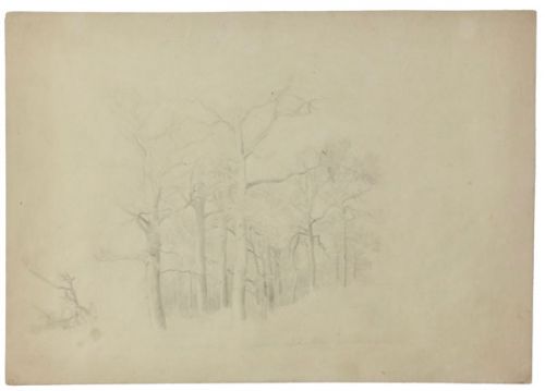 waldstueck-mit-unbelaubten-baeumen-500-bleistift.jpg